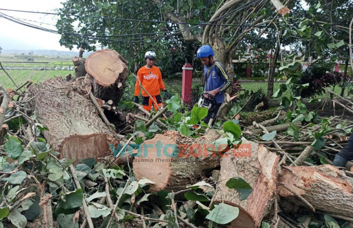 Ratusan Pohon di Jember Rawan Tumbang, Tersebar di Tiga Kecamatan Wilayah Kota