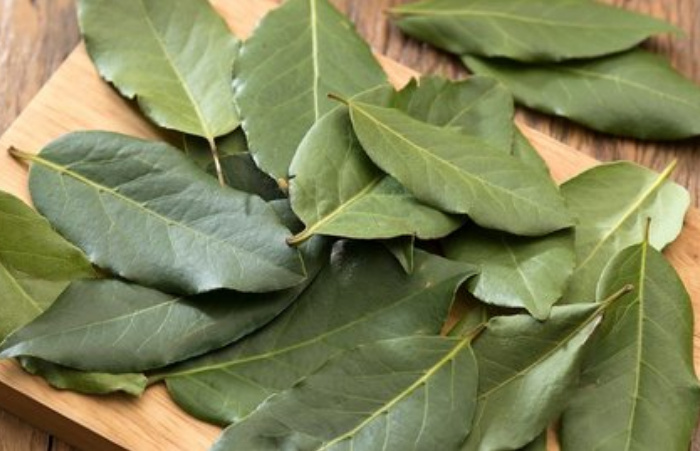 Selain Jadi Bumbu Masakan, Daun Salam Juga Bisa Atasi Malasah Kesehatan