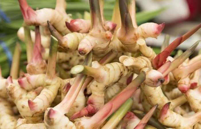 Ternyata Ramuan Lengkuas Bisa Meningkatkan Nafsu Makan