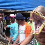 Ular Sanca Kembang Panjang 3 Meter Ditangkap Warga Jember