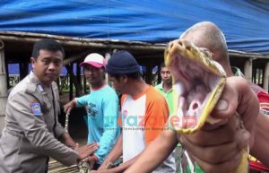 Ular Sanca Kembang Panjang 3 Meter Ditangkap Warga Jember