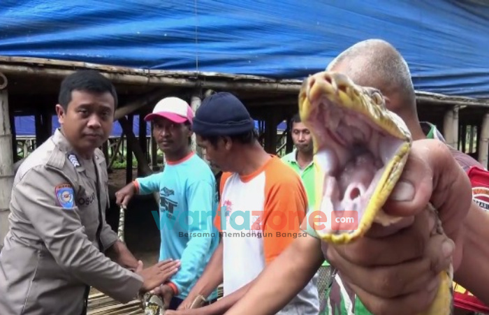 Ular Sanca Kembang Panjang 3 Meter Ditangkap Warga Jember