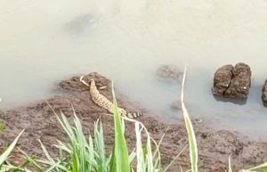 Warga Jember Resah, Muncul Dua Ekor Buaya di Sungai Santer