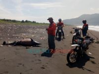 Bangkai Lumba-Lumba Terdampar di Pantai Selatan Jember