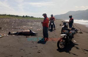Bangkai Lumba-Lumba Terdampar di Pantai Selatan Jember