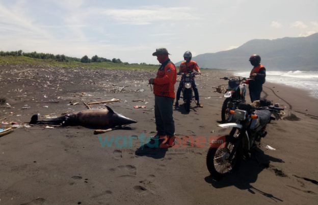 Bangkai Lumba-Lumba Terdampar di Pantai Selatan Jember