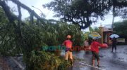 Diterjang Hujan Deras, Pohon Tumbang Timpa Rumah dan Pengendara Motor di Jember