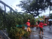 Diterjang Hujan Deras, Pohon Tumbang Timpa Rumah dan Pengendara Motor di Jember