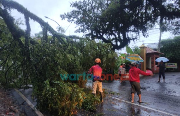 Diterjang Hujan Deras, Pohon Tumbang Timpa Rumah dan Pengendara Motor di Jember