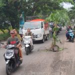 Foto: Jalan jalur selatan Jember - Lumajang, dipasangi batang pohon oleh warga sebagai bentuk protes akibat banyaknya lubang.