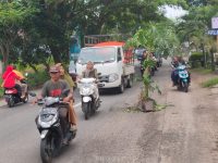 Foto: Jalan jalur selatan Jember - Lumajang, dipasangi batang pohon oleh warga sebagai bentuk protes akibat banyaknya lubang.
