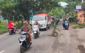 Bentuk Protes Warga, Jalan Sepanjang 3 Km Ditanami Batang Pohon