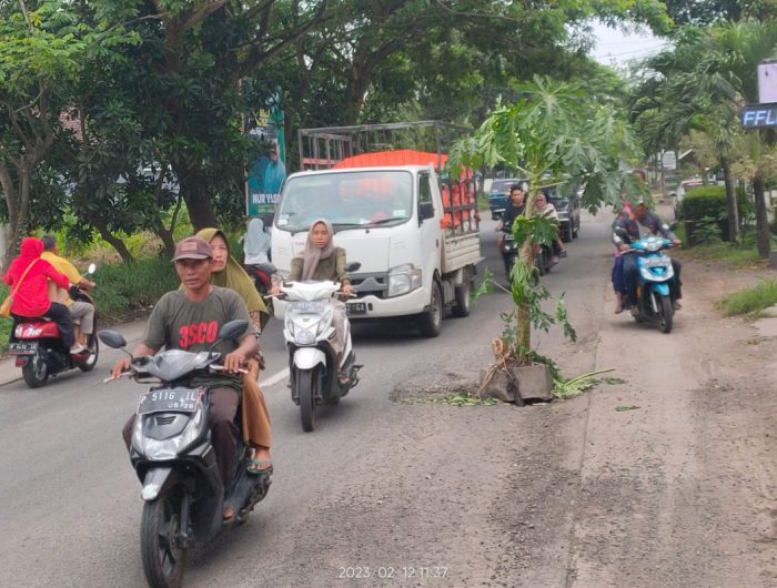 Foto: Jalan jalur selatan Jember - Lumajang, dipasangi batang pohon oleh warga sebagai bentuk protes akibat banyaknya lubang.