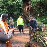Foto: Proses evakuasi pohon berukuran besar yang tumbang di Jalur Gumitir Jember-Banyuwangi.
