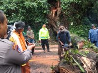 Foto: Proses evakuasi pohon berukuran besar yang tumbang di Jalur Gumitir Jember-Banyuwangi.