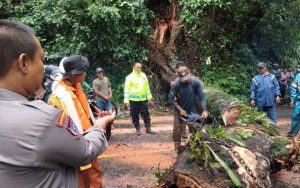 Pohon Besar Tumbang Melintang, Jalur Gumitir Jember-Banyuwangi Lumpuh Total