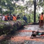 Foto: Proses evakuasi pohon berukuran besar yang tumbang di Jalur Gumitir Jember-Banyuwangi.