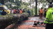 Foto: Proses evakuasi pohon berukuran besar yang tumbang di Jalur Gumitir Jember-Banyuwangi.