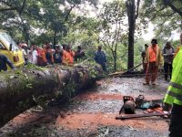 Foto: Proses evakuasi pohon berukuran besar yang tumbang di Jalur Gumitir Jember-Banyuwangi.