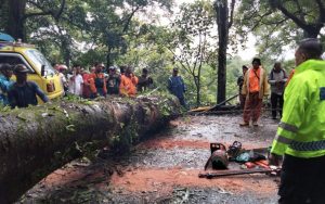 Jalur Gumitir Jember-Banyuwangi Macet Total Akibat Pohon Tumbang
