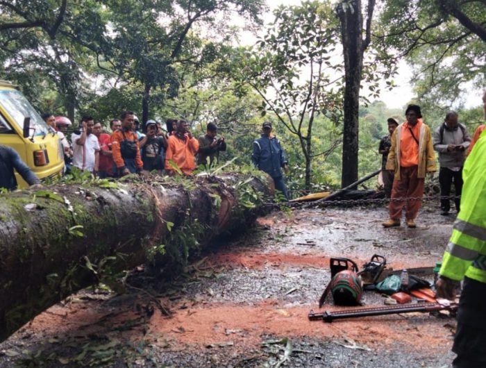 Foto: Proses evakuasi pohon berukuran besar yang tumbang di Jalur Gumitir Jember-Banyuwangi.