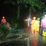 Pohon Berukuran Raksasa Tumbang, Timpa Pengendara Motor di Jember