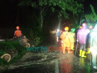 Pohon Berukuran Raksasa Tumbang, Timpa Pengendara Motor di Jember