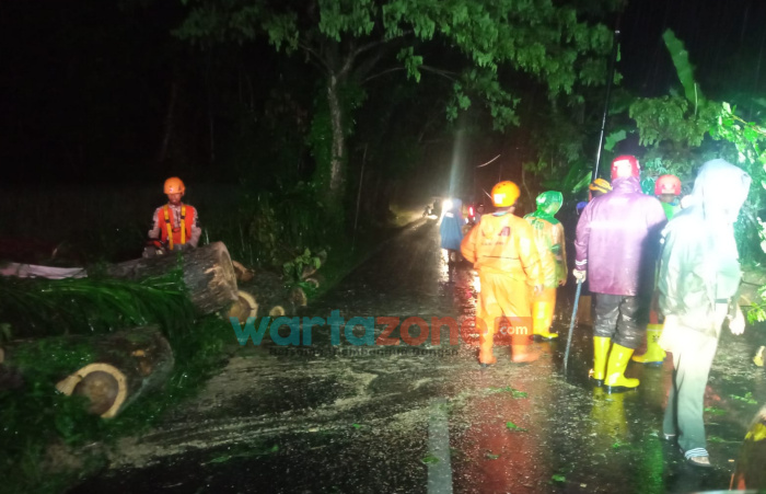 Pohon Berukuran Raksasa Tumbang, Timpa Pengendara Motor di Jember