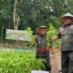 Program Ketahanan Pangan, TNI Manfaatkan Lahan Tidur Untuk Ditanami Sayur Mayur