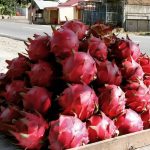 Sederet Khasiat Kulit Buah Naga, Salah Satunya Bisa Mencegah Terjadinya Diabetes