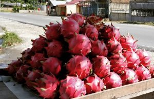 Sederet Khasiat Kulit Buah Naga, Salah Satunya Bisa Mencegah Terjadinya Diabetes