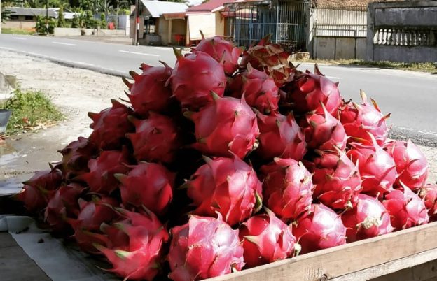 Sederet Khasiat Kulit Buah Naga, Salah Satunya Bisa Mencegah Terjadinya Diabetes