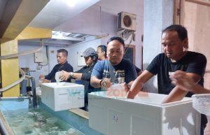 Polisi Gerebek Tempat Penangkaran Baby Lobster di Jember, Amankan 20 Ribu Benur