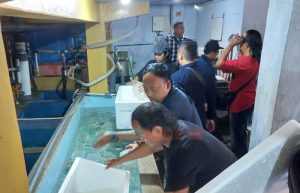 Polisi Obok-Obok Penangkaran Baby Lobster Ilegal di Jember, Dapati Styrofoam Berlogo Maskapai Garuda Indonesia