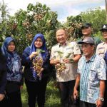 Caption: Peninjauan lahan pertanian Kelengkeng Jemsu di Desa dan Kecamatan Semboro, Rabu (12/4/2023).