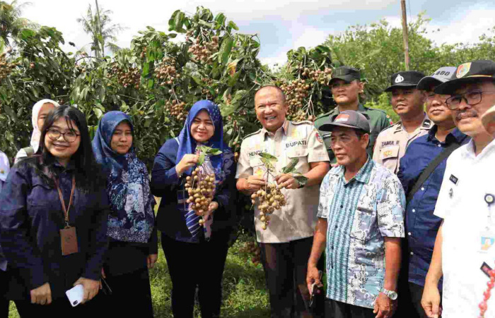 Caption: Peninjauan lahan pertanian Kelengkeng Jemsu di Desa dan Kecamatan Semboro, Rabu (12/4/2023).