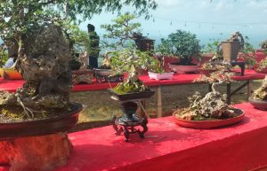 Kontes Bonsai di Puncak Lanjari, Bupati Sumenep: ajang mempromosikan potensi wisata