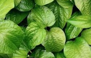Manfaat Daun Sirih, Bisa Mengatasi Kewanitaan Hingga Mencegah Timbulnya Jerawat