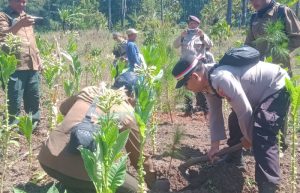 Tanam 100 Pohon Pinus di Kampung Jawa, Kapolsek Grujukan Imbau Masyarakat Jaga Kelestarian Alam