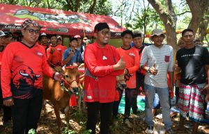 Kejuaraan Kerapan Sapi di Sumenep, Cara Bupati Cak Fauzi Lestarikan Budaya Leluhur