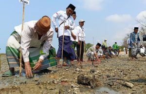 Rangkaian HSN 2023, PCNU Sumenep Gelar Aksi Tanam Mangrove di Spot Pancing Pantai Matahari Lobuk