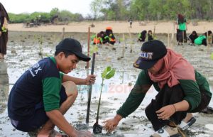 Pramuka Santri Giliraja Tanam Ratusan Bibit Mangrove dan Cemara Udang