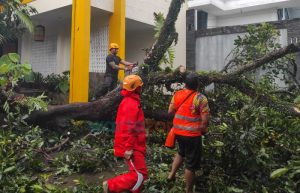 Hujan Deras Disertai Angin Kencang di Jember Tumbangkan Sejumlah Pohon