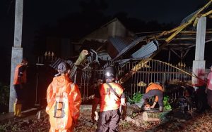Pohon Tumbang di Jember Timpa Rumah Warga