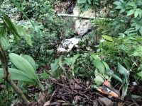 FOTO: Kambing jenis etawa ditemukan mati di sekitar aliran sungai Jalur Gumitir Jember-Banyuwangi.