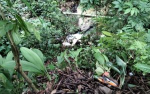 FOTO: Kambing jenis etawa ditemukan mati di sekitar aliran sungai Jalur Gumitir Jember-Banyuwangi.