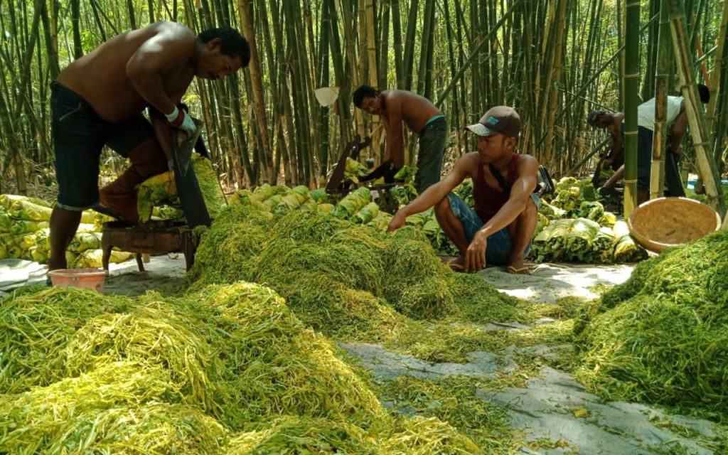 Perusahaan Rokok Lokal Dongkrak Pertumbuhan Ekonomi, Sejahterakan Petani