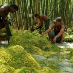 FOTO: Para petani tembakau di Kabupaten Sumenep saat merajang tembakau dengan alat tradisional. (Panji Agira/wartazone.com)