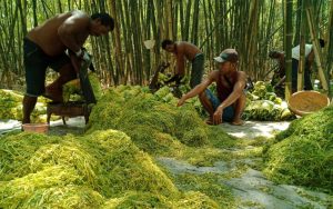 Perusahaan Rokok Lokal Dongkrak Pertumbuhan Ekonomi, Sejahterakan Petani