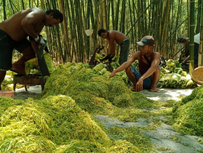 FOTO: Para petani tembakau di Kabupaten Sumenep saat merajang tembakau dengan alat tradisional. (Panji Agira/wartazone.com)